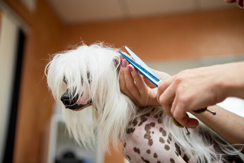 Dog having hair trimmed with scissors