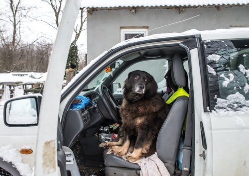 are dogs scared of cars