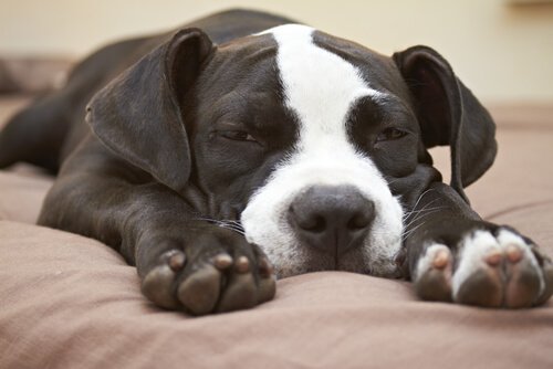 Puppy lying on a bed