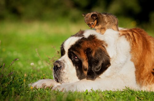 An old Saint Bernard lying on the grass with puppy on its back