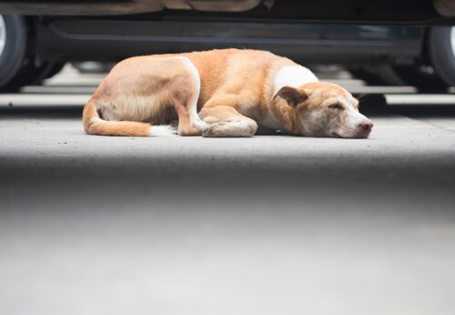 Dog sleeping in a garage
