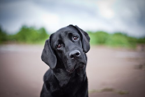 Dog with its his head tilted looking into the camera head looking at you