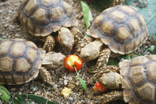 Small African Tortoises eating a cherry