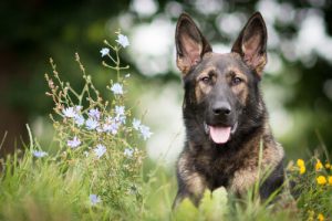 Training a German Shepherd, An Incredible Dog