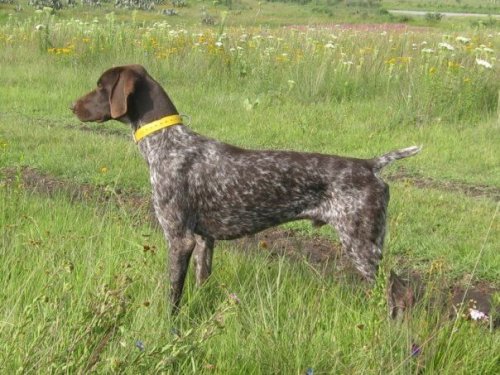 German shorthaired pointer in a field