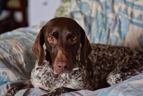 How to Train a German Shorthaired Pointer