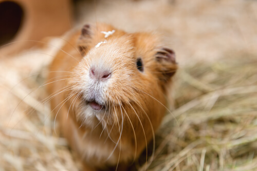 Guinea pig on some straw
