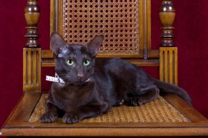 The Havana Brown Cat: brown like tobacco and coffee