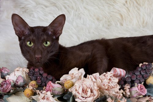 Havana Brown cat lying on top of some dried flowers.
