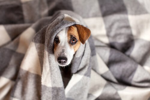 Jack Russell wrapped up in a blanket