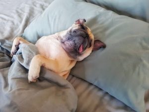 Do You Have A Lazy Dog? Tips To Motivate Him