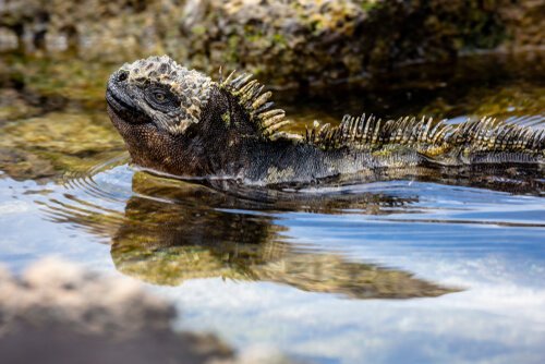 Wildlife of the Galapagos: marine lizard.