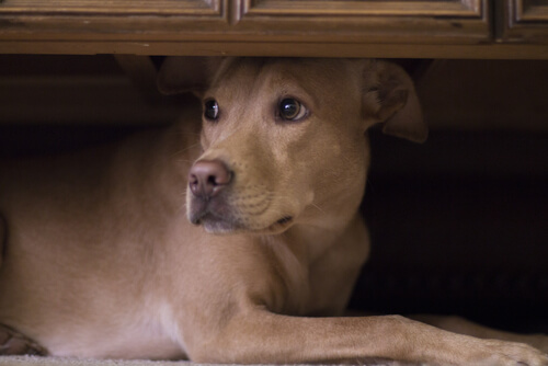 Mixed-breed dogs lying underneath a cabinet