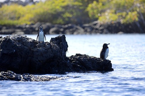 Penguins on some rocks.