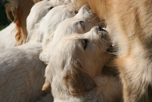 Puppies feeding from their mother