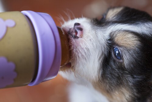 How to Feed a Weaned Puppy Properly