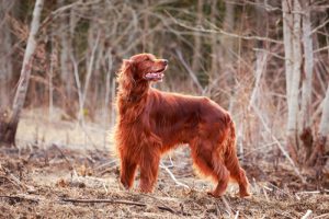 The Red Irish Setter: Beautiful and Kind