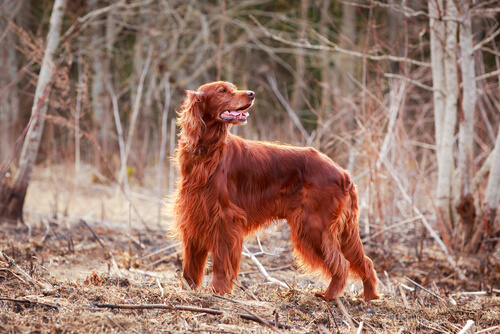 The Red Irish Setter: Beautiful and Kind