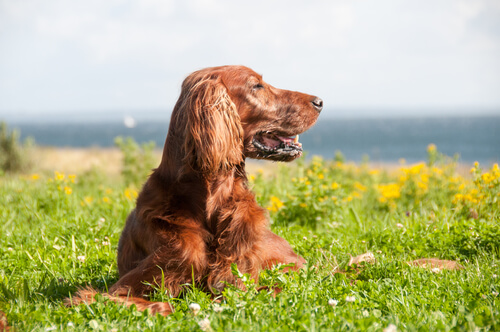 Red Irish Setter lying down in the grass