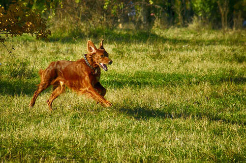 Red Irish Setter running in a field