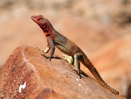 A lava lizard, part of the wildlife of the galapagos islands