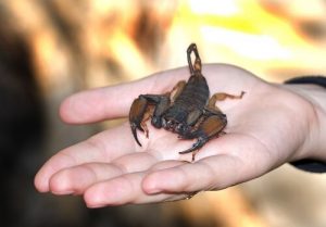 What To Do If A Scorpion Stings You