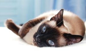 5 Asian Cat Breeds