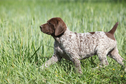 German Shorthaired Pointer Puppy in a field