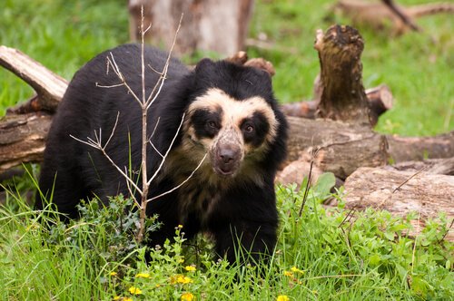 Spectacled bear in the woods