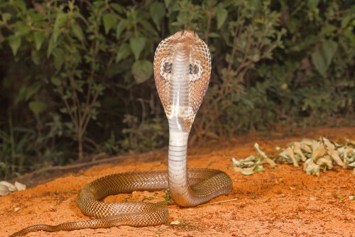 Indian Cobra hissing into the camera