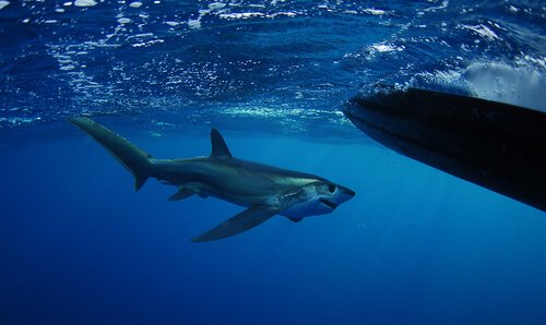 Thresher shark swimming in the ocean