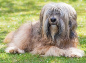 The Tibetan Terrier: From The Temples To People's Homes