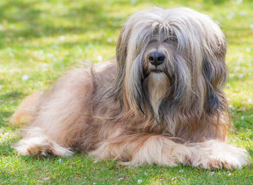 The Tibetan Terrier: From The Temples to People’s Homes