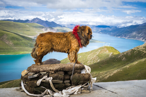 Tibetan Mastiff posing in front of gorge 