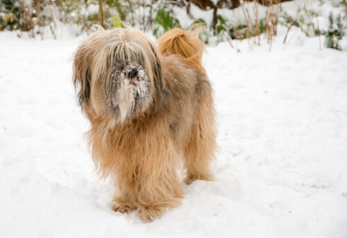 Tibetan terrier in the snow