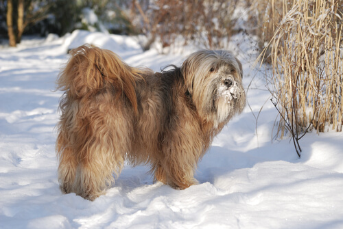 Tibetan terrier standing in the snow