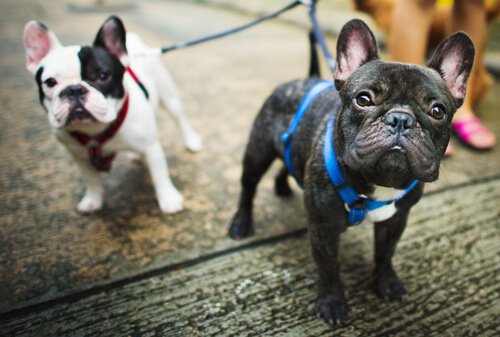 Two french bulldogs on leashes