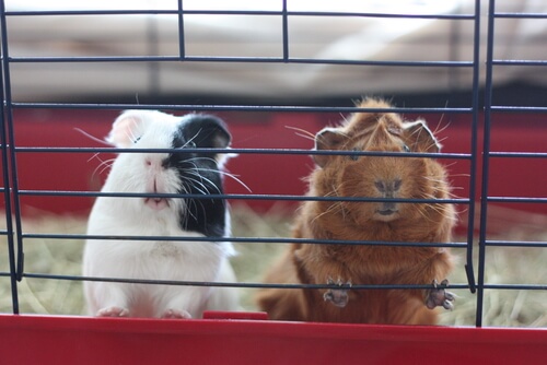 Ideas to Improve Your Guinea Pig’s Cage