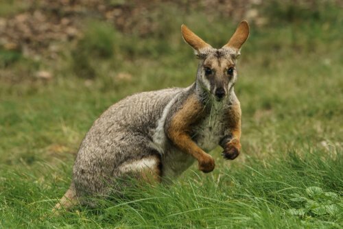 Wallaby eating grass