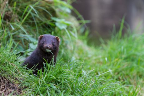 American mink in the grass