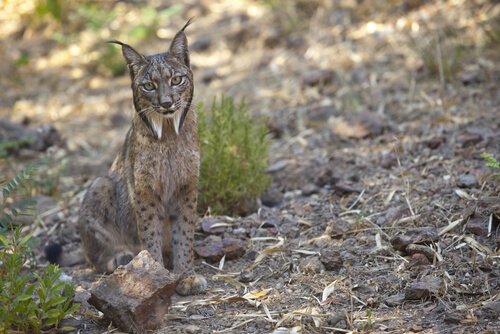 Breaking News: An Iberian Lynx in Barcelona?