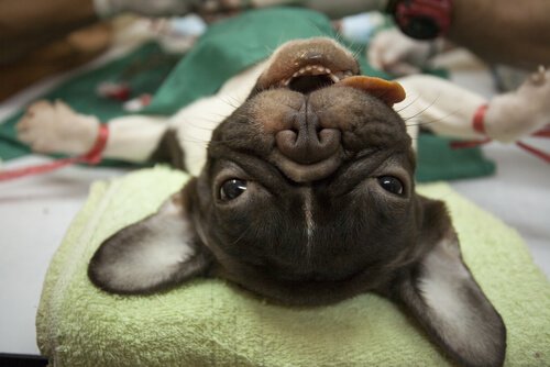 A dog getting operated on