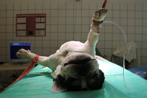 A dog on an operating table 