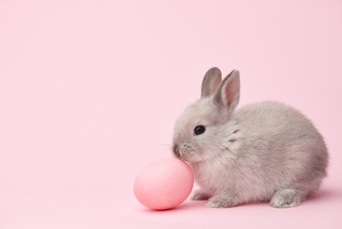 Rabbit with an easter egg