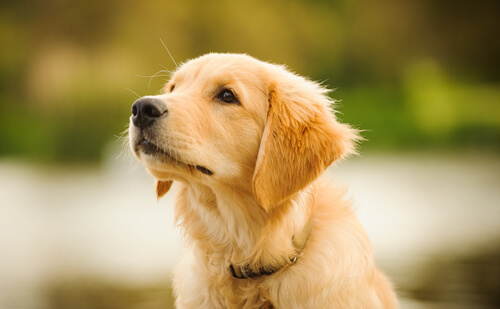 A Golden Retriever Puppy looking at something