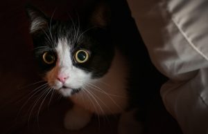 The Myth About Cats' Curiosity