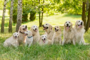 Tips For Raising A Golden Retriever