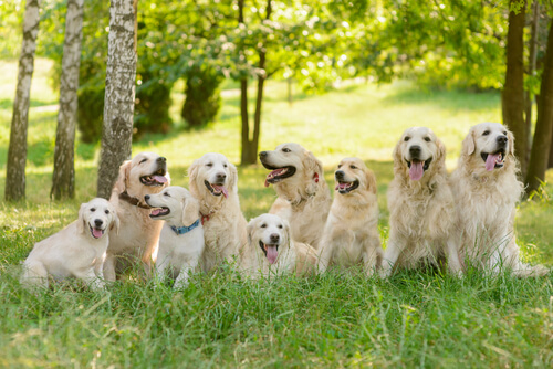 Συμβουλές για την ανατροφή ενός Golden Retriever