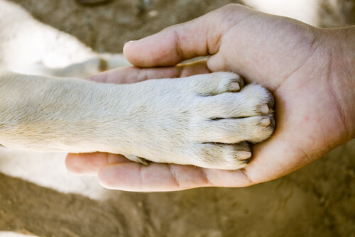 What dog breed has the strongest paws?
