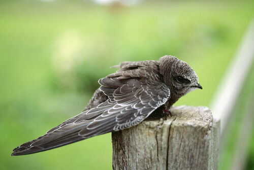 A baby bird sitting on a post